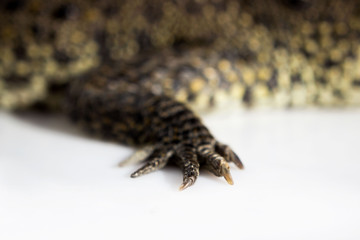hind paw and claws cub Nile crocodile Crocodylus niloticus on a white background