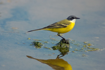 primo piano di cutrettola capocenerino (Motacilla flava cinereocapilla),maschio riflesso nello stagno