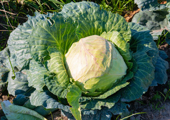 Weißkohl Feld im Kohlanbaugebiet Schleswig Holstein