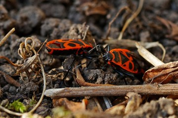 Feuerwanzen im Garten
