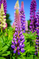 Blooming Lupine flowers - Lupinus polyphyllus - garden or fodder plant 