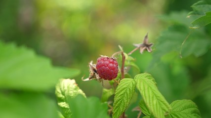 Red ripe juicy raspberries in the garden, a large sweet raspberry berry. Raspberry harvest. tasty berry on branch. organic berry. garden business