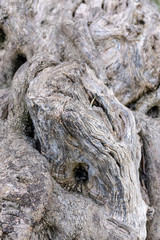 Bark of an ancient Olive Tree