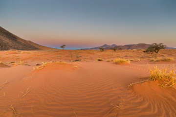 Fototapeta na wymiar Dry grass in the desert in twilight