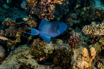 Fish swim in the Red Sea, colorful fish, Eilat Israel