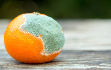 Moldy orange, mandarin on wooden background with copy space