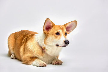 Funny Welsh Corgi pembroke in studio in front of a white background. Love pets