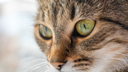 Closeup of tabby cat face