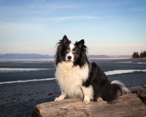 Little black and white dog sitting on log at the beach