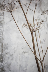 plant branches with concrete wall background texture