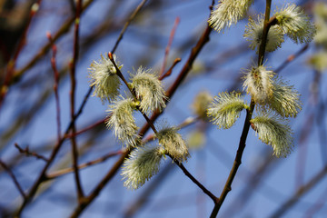 View of pussy willow tree branch in the spring garden