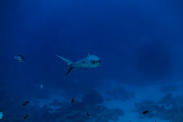 Naklejka premium Fish swim in the Red Sea, colorful fish, Eilat Israel
