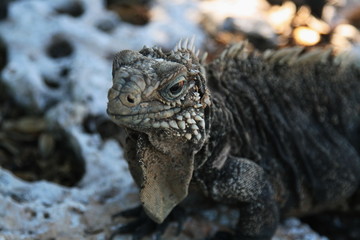 Cayo Largo Island, Cuba