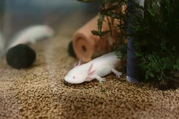 Axolotl (Ambystoma mexicanum) under water, in the aquarium.