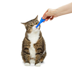 Treatment of cat for fleas and ticks