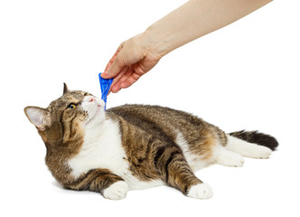 Treatment of cat for fleas and ticks