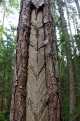 marquage sur tronc d'arbre en foret