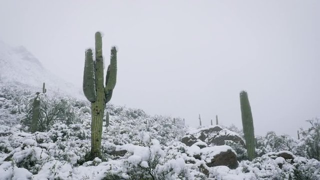 Landscape shot of cactus in a desert snowstorm. Snow flakes fall from a winter sky onto greenery and saguaro cacti in slow motion. Rare Arizona blizzard signifies climate change and global warming.
