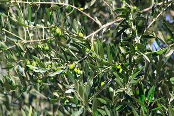 Oliven Früchte mit Blättern, im Sommer, am Baum in einem Olivenhain