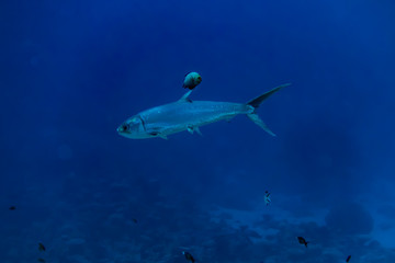 Obraz premium Fish swim in the Red Sea, colorful fish, Eilat Israel