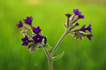 pianta di buglossa (Anchusa officinalis) - infiorescenza su sfondo prato verde