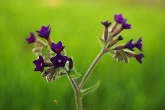pianta di buglossa (Anchusa officinalis) - infiorescenza su sfondo prato verde