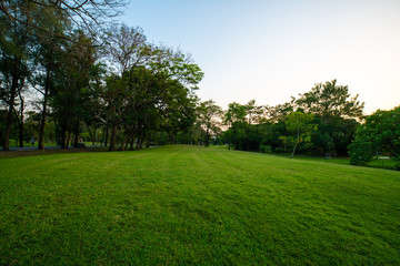 Obraz na płótnie Canvas Beautiful green field with tree in city park sunset