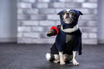 funny chihuahua in a ninja suit, studio shot © Georgii
