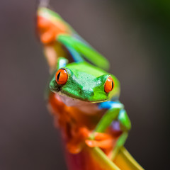 Naklejka premium A red-eyed tree frog, Agalychnis callidryas, funny frog in Costa Rica, climbing on a parakeet flower