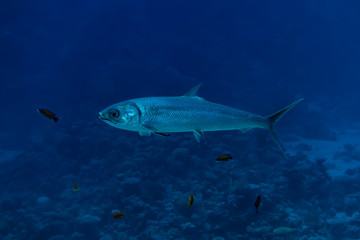 Fish swim in the Red Sea, colorful fish, Eilat Israel