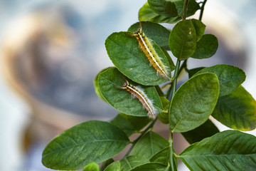 Toxic gypsy moths prevention using fogging