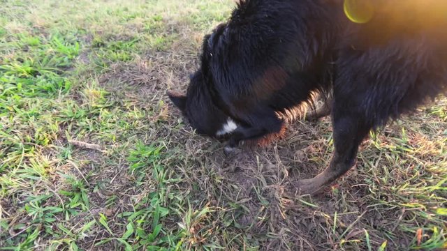Purebred border collie dog digging a hole in the garden to hide a bone. Joyful pet searching in the ground scratching with his paws throwing soil dust and grass over meadow background.