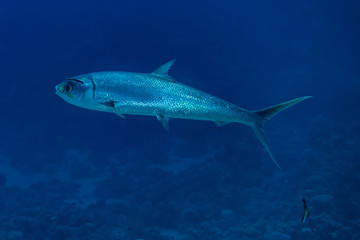 Naklejka premium Fish swim in the Red Sea, colorful fish, Eilat Israel