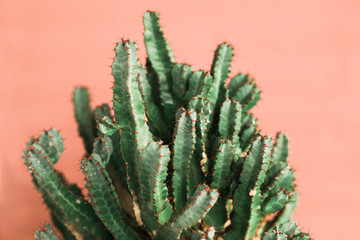 green Cactus on the orange background natural light