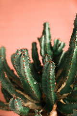 green Cactus on the orange background natural light