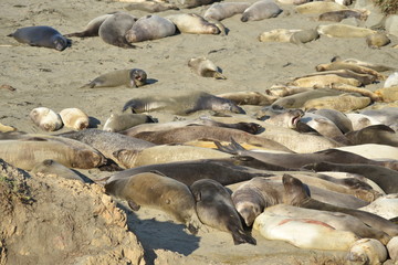 San Simeon, CA., U.S.A. Dec. 7, 2017. Piedras Blancas Elephant Seal Rookery-California Coastal National Monument. Protected by the Monterey Bay National Marine Sanctuary.