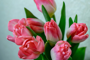 Fototapeta premium flowers pink tulips, background texture March 8 holiday