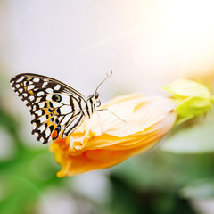 Tropical butterfly sitting on the leaf. Close up image.