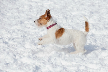 Cute jack russell terrier puppy is playing on a white snow. Pet animals.