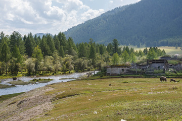 Fototapeta na wymiar River in the valley of the Altai mountains, pigs and other animals graze on a grassy meadow against the background of old wooden sheds and green trees. altai republic