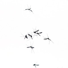 black silhouettes of a flock of small harmful insects mosquitoes flies through the air in the evening summer garden against the white sky