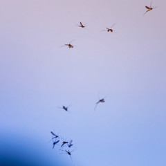 button of small harmful insects of mosquitoes flies through the air in the evening summer garden against the blue sky