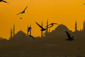 Fototapeta na wymiar seagulls and istanbul at sunset