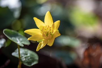 Fototapeta premium yellow flower in the garden