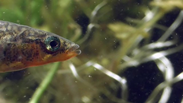 Dreistachliger Stichling, &nbsp;Three-spined stickleback, Gasterosteus aculeatus