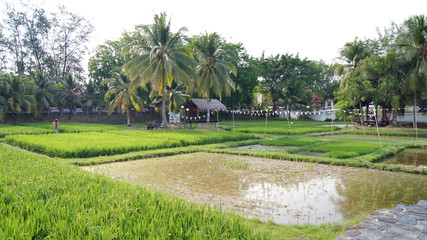 KEDAH, LANGKAWI, MALAYSIA - APR 08th, 2015: Scenic view of rice paddy fields with palm trees on a rice farm near Cenang Beach