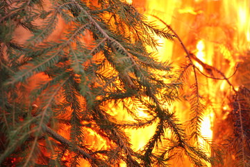 Wildfire, fir branches on flame in dry spell