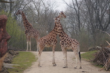 Giraffe