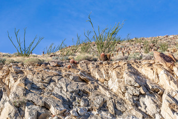 Looking up at desert plants growing on a cliff top in Anza-Borrego Desert State Park, with a blue sky overhead
