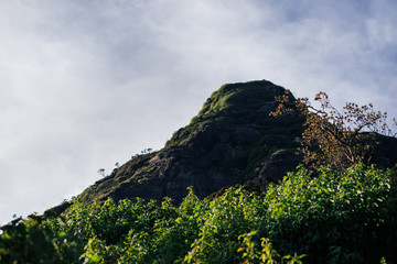 Rock with trees and grass in Sri Lanka